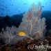 fan_sea_bc_h_0018_pal1196.jpg